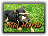 MEI HUND - Hundesong